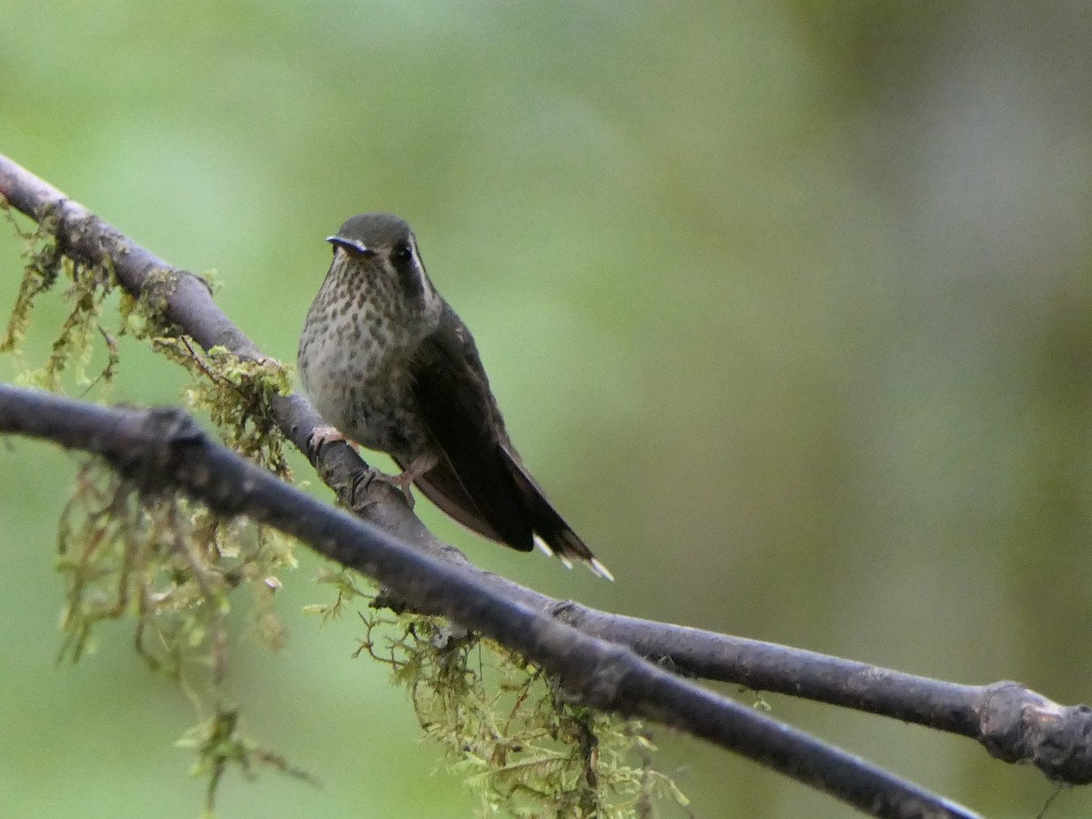 Speckled Hummingbird - ML637526826
