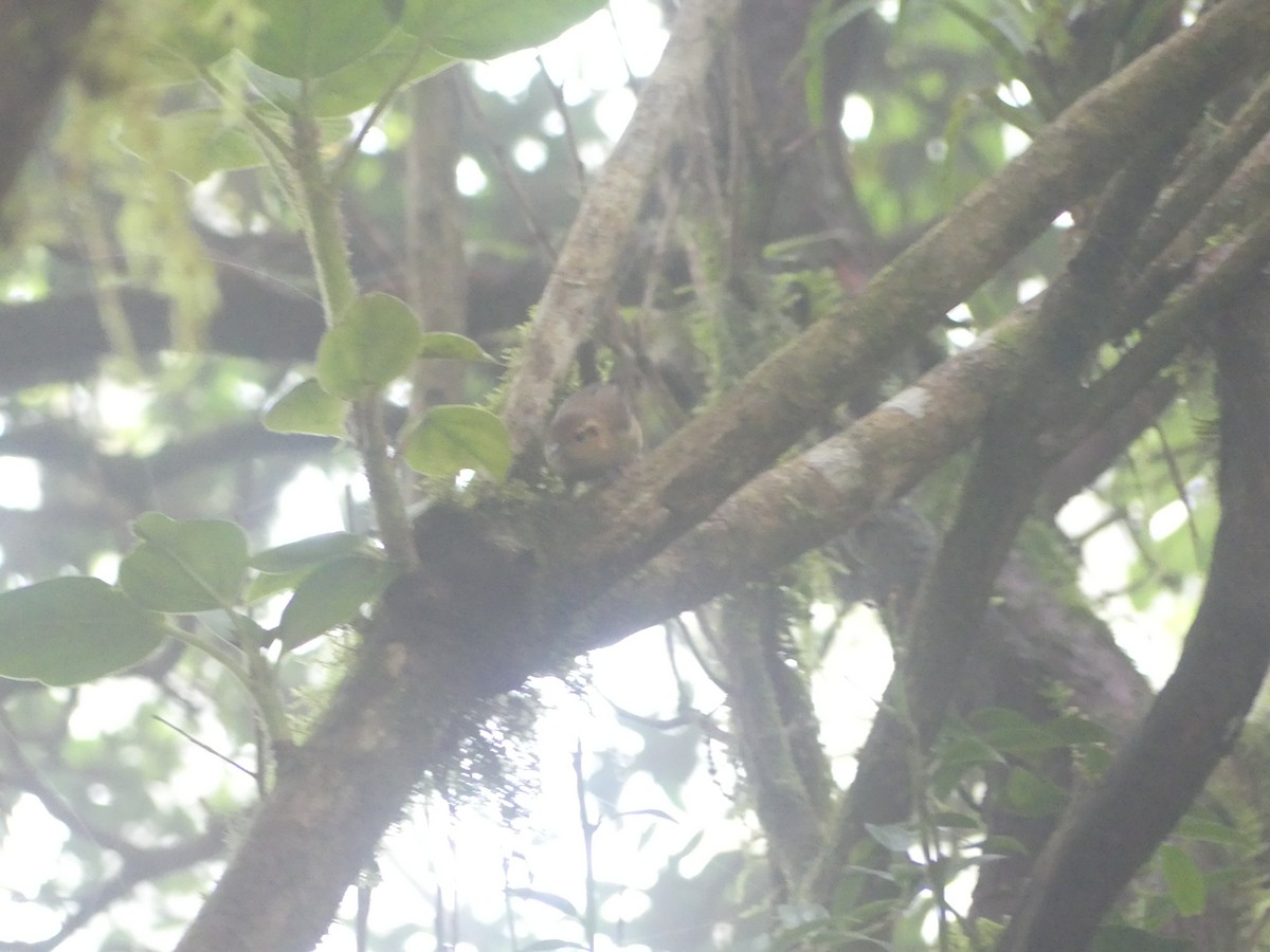 Ochraceous Wren - ML637526832