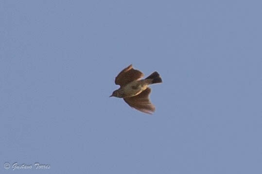 Thekla's Lark - ML637526852