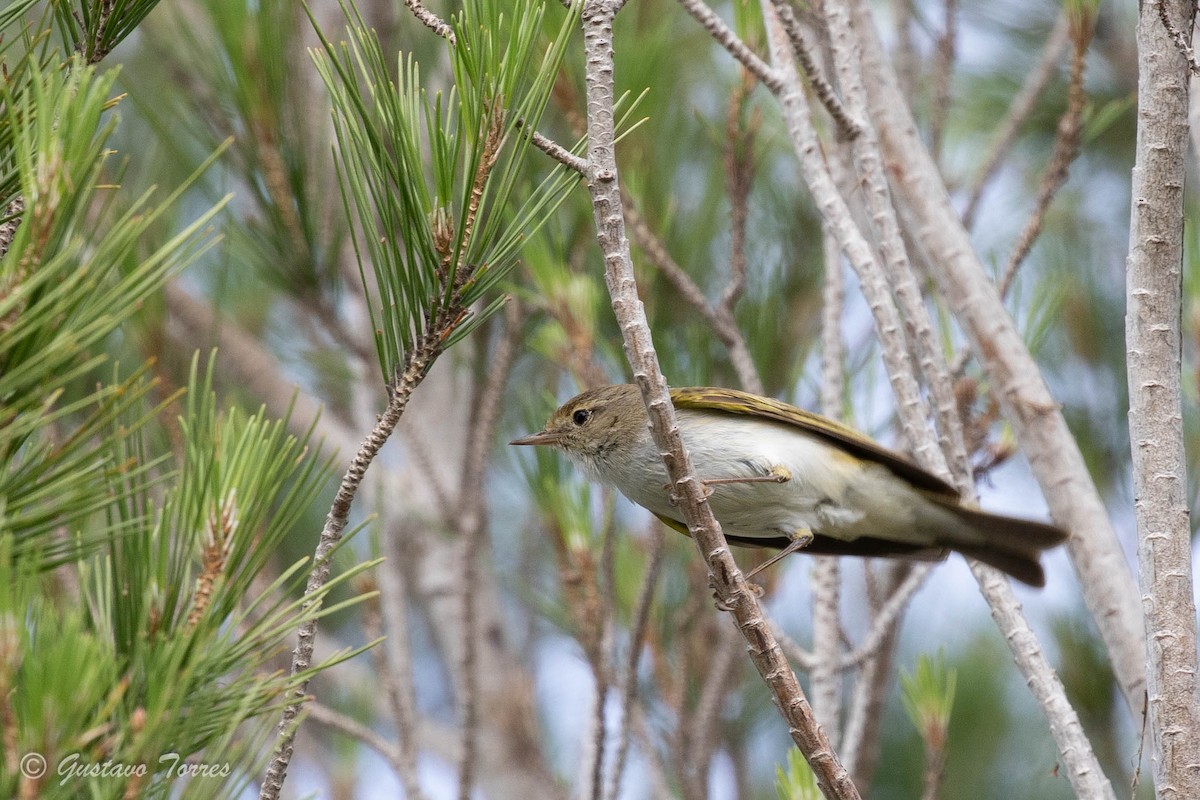 Western Bonelli's Warbler - ML637526854