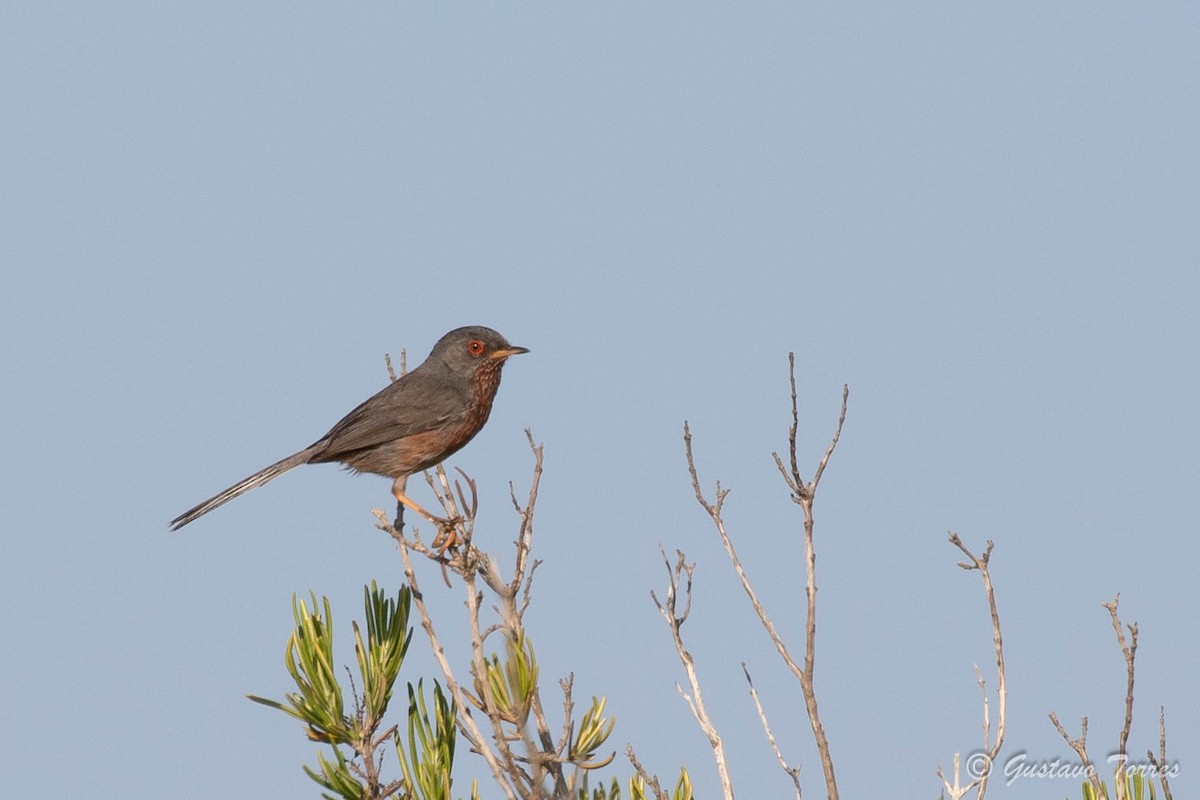 Dartford Warbler - ML637526871