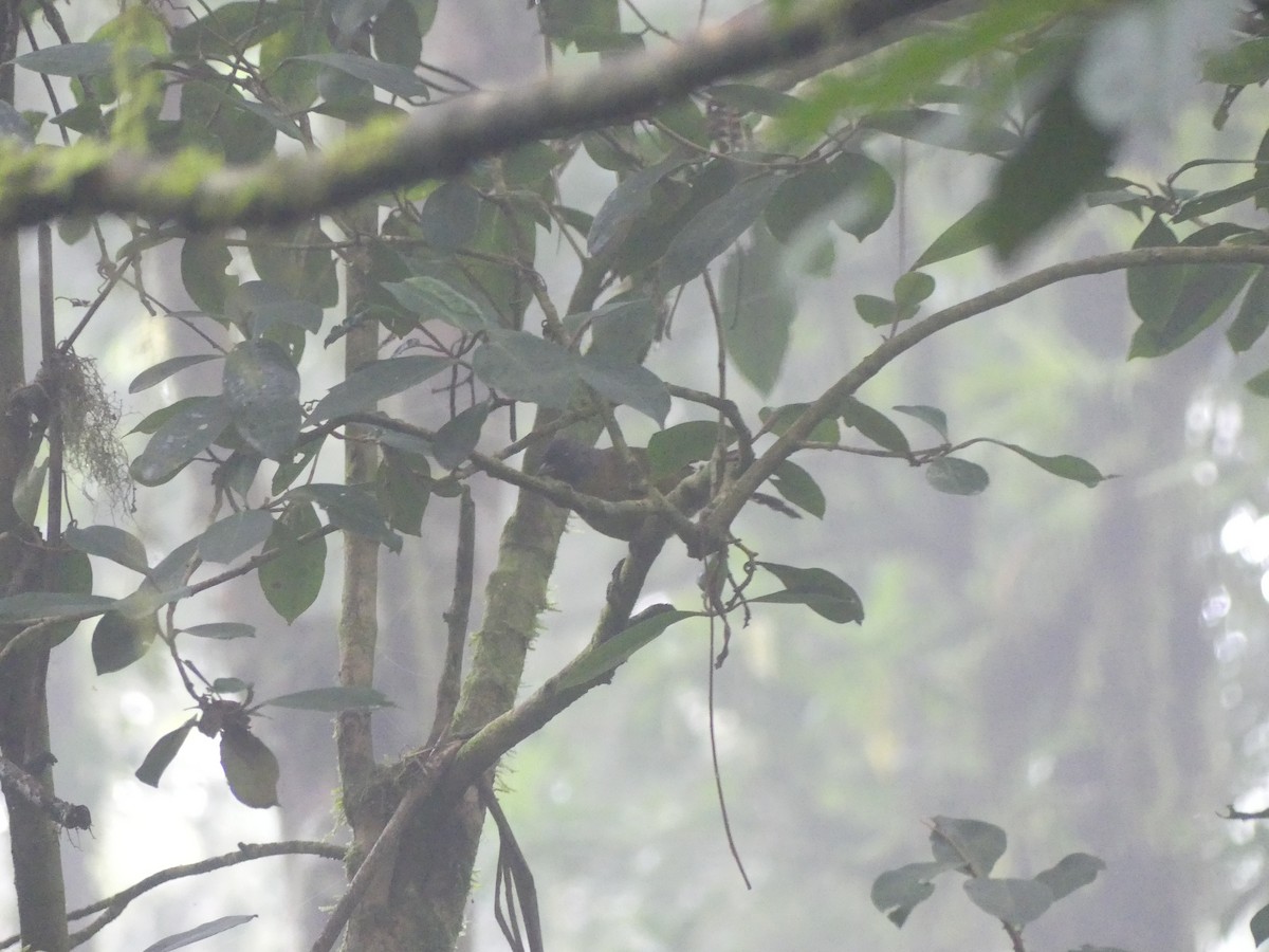 Large-footed Finch - ML637526875