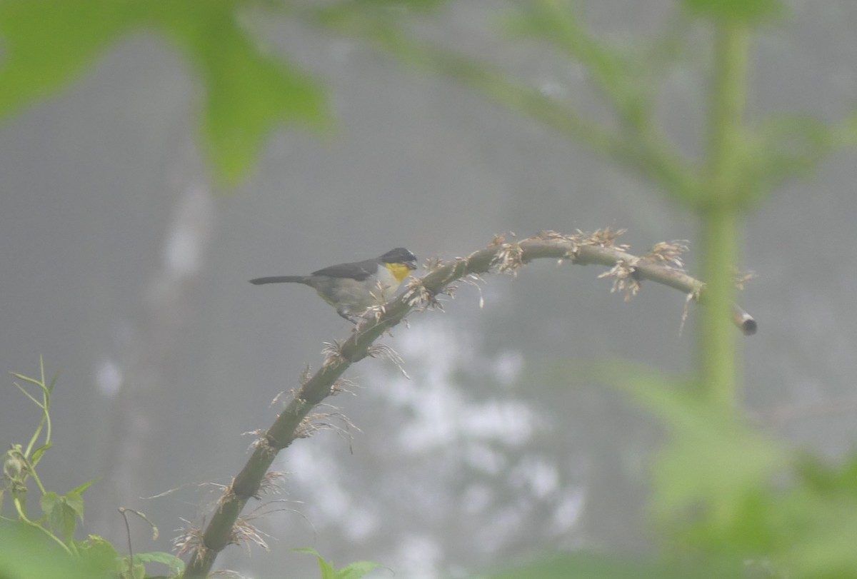 White-naped Brushfinch - ML637526880