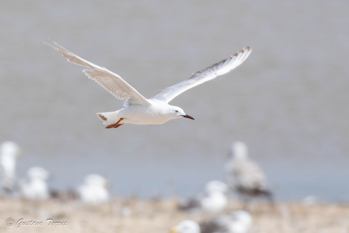 Slender-billed Gull - ML637526900