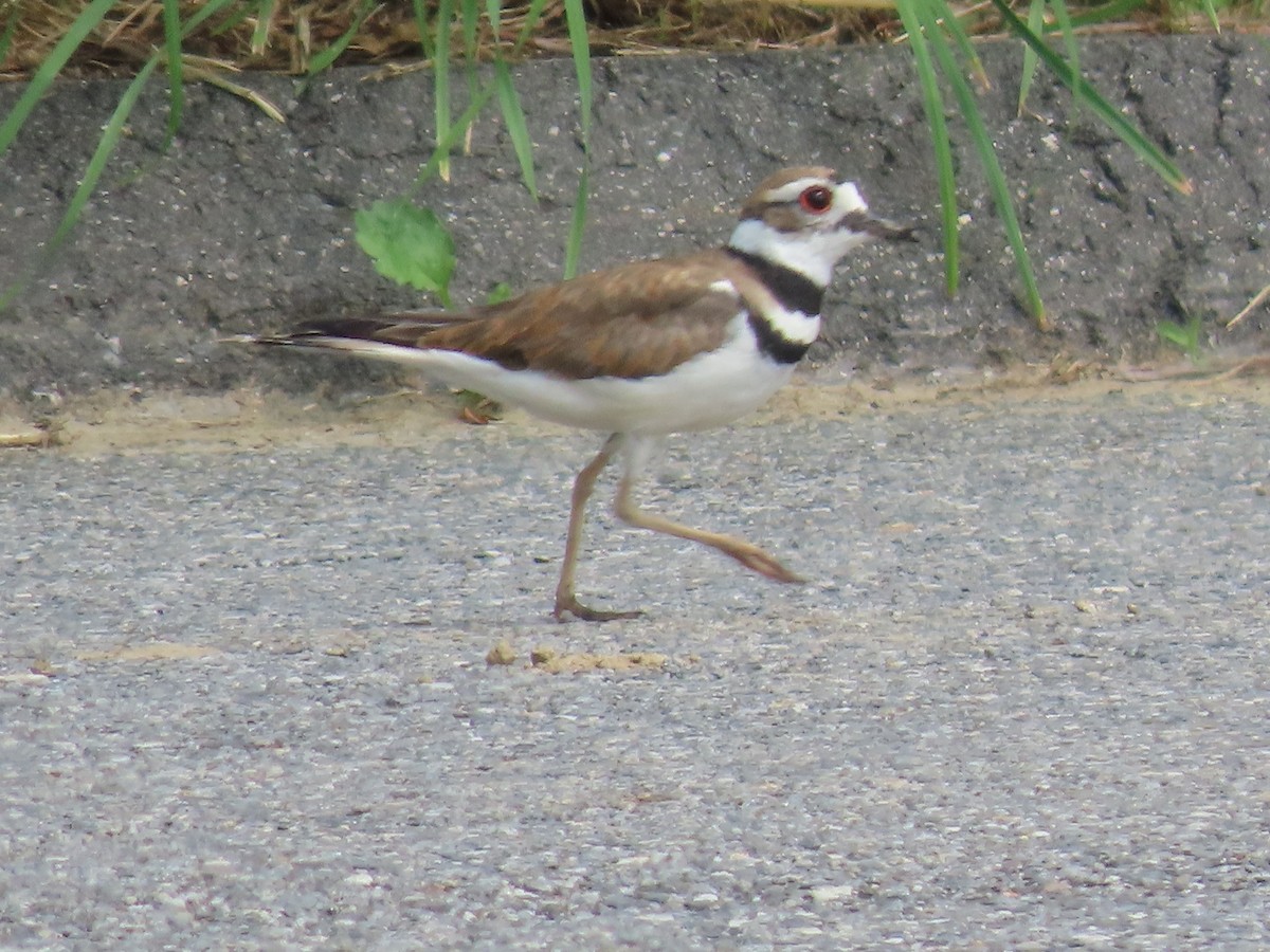 Killdeer - ML637526909