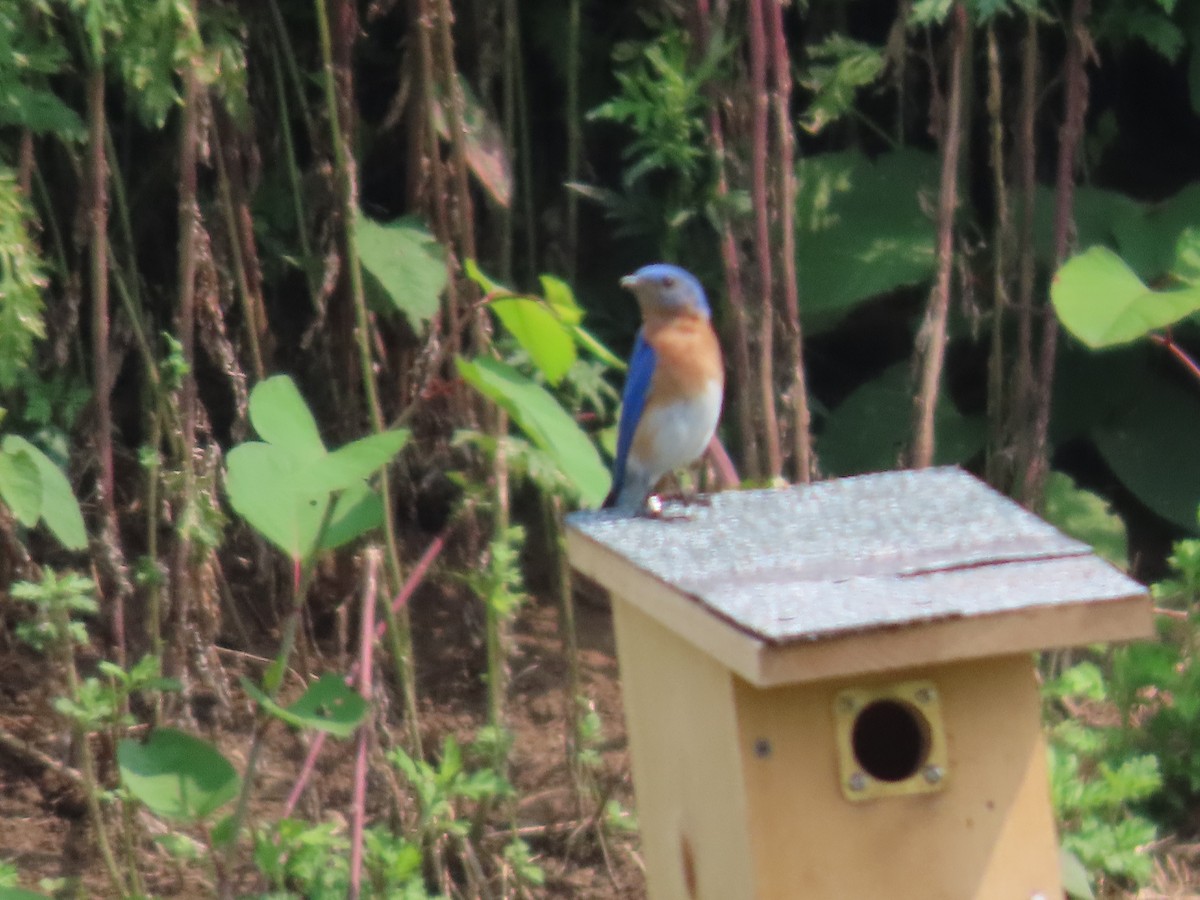 Eastern Bluebird - ML637526914