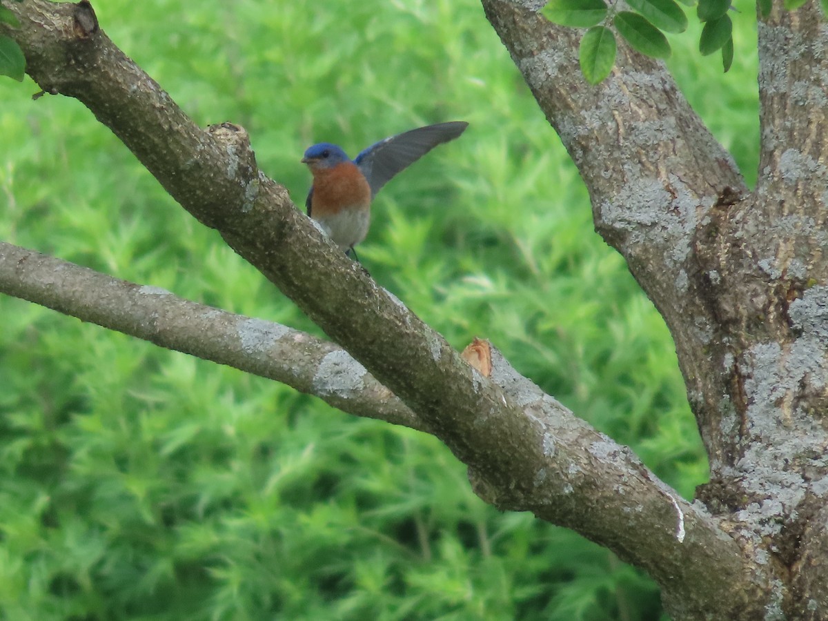 Eastern Bluebird - ML637526915