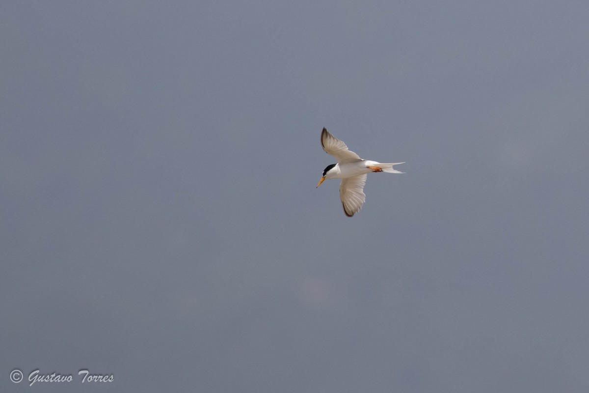 Little Tern - ML637526936