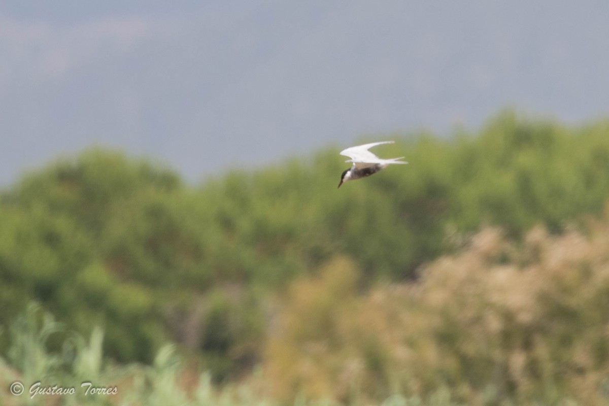 Whiskered Tern - ML637526948