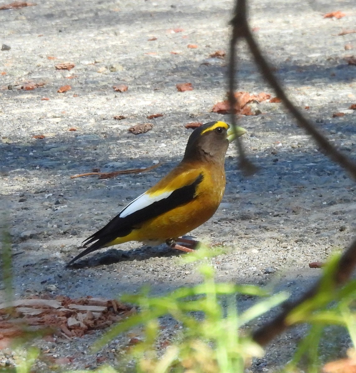 Evening Grosbeak - ML637526952