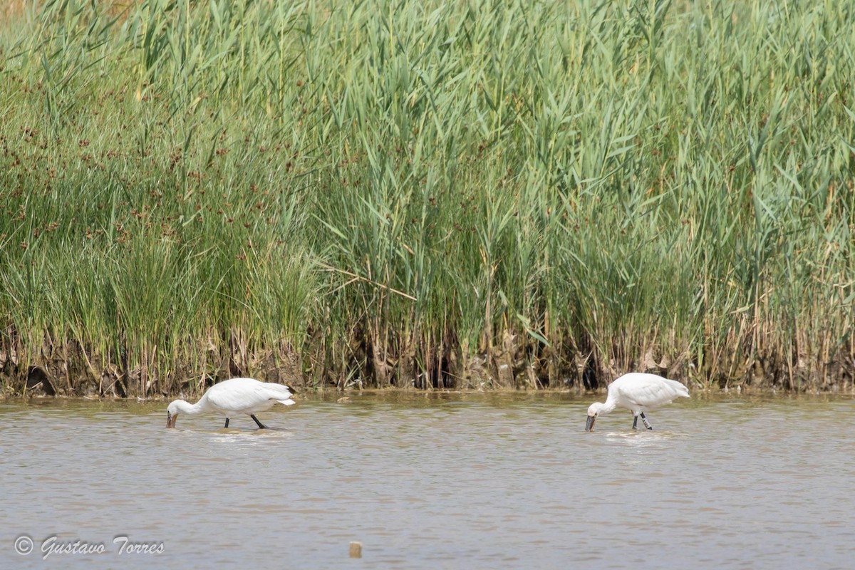 Eurasian Spoonbill - ML637526957