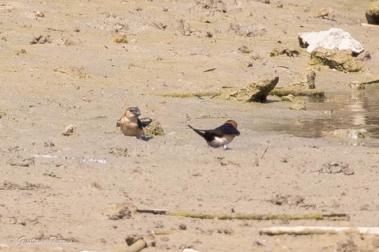 European Red-rumped Swallow - ML637526973