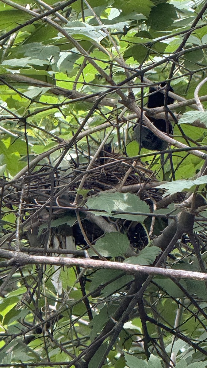 kattespottefugl - ML637526976
