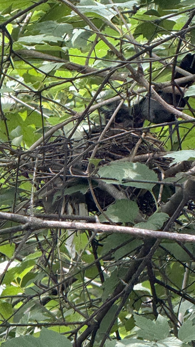 kattespottefugl - ML637526977
