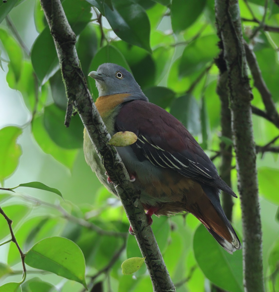 Little Green-Pigeon - ML637526991