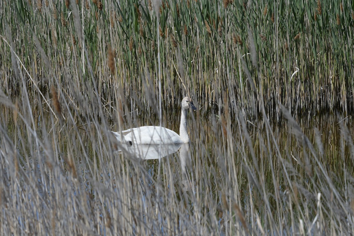 Tundra Swan - ML637526994