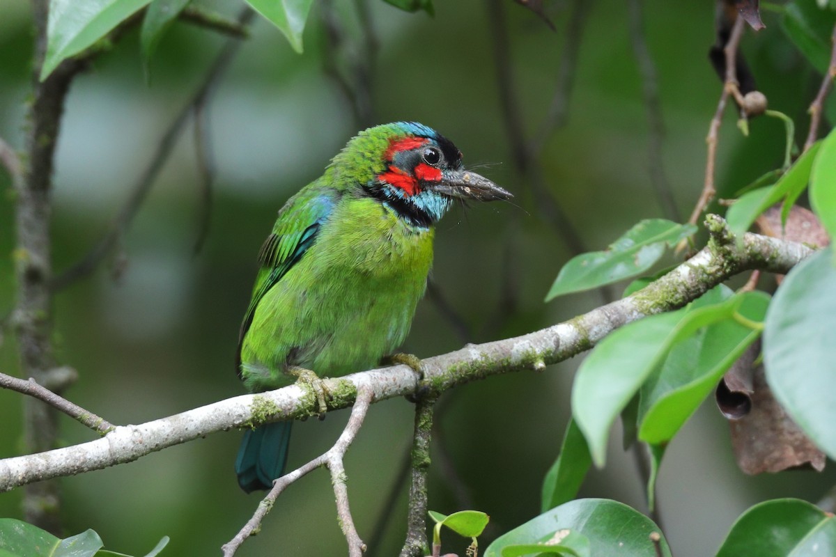Black-eared Barbet - ML637526997