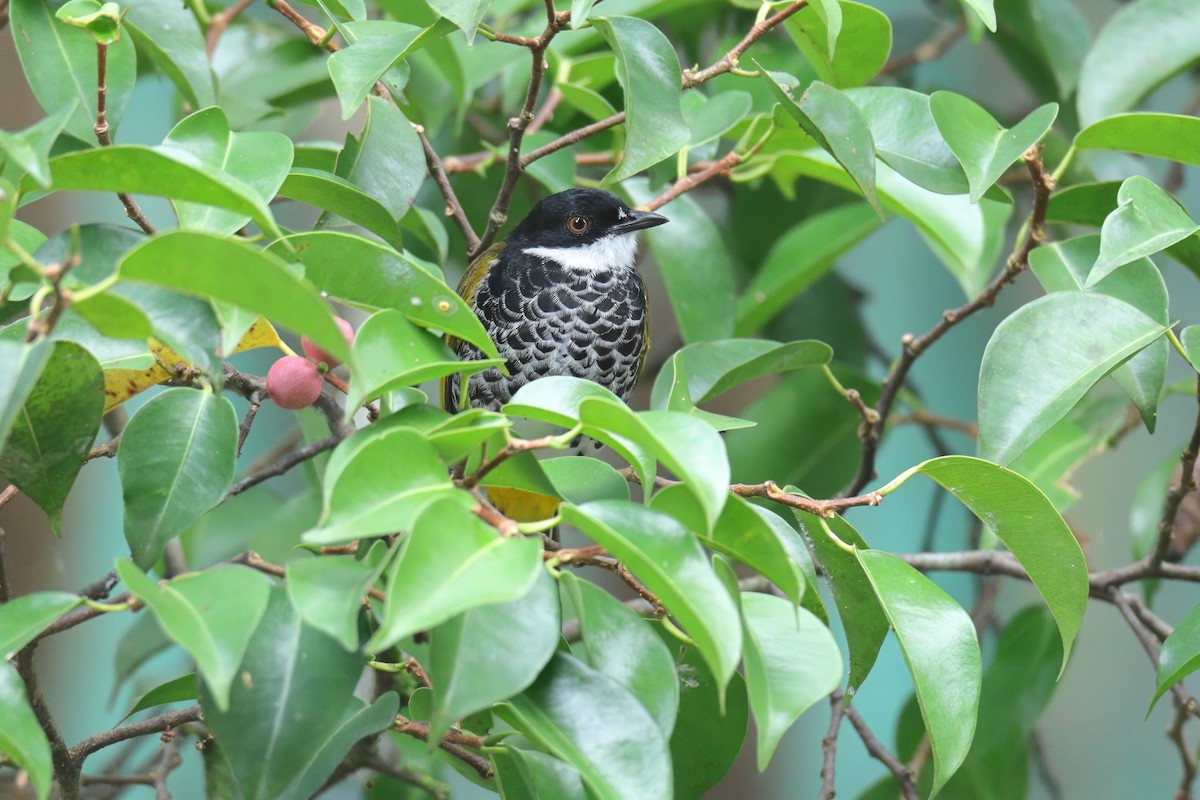 Scaly-breasted Bulbul - ML637527018