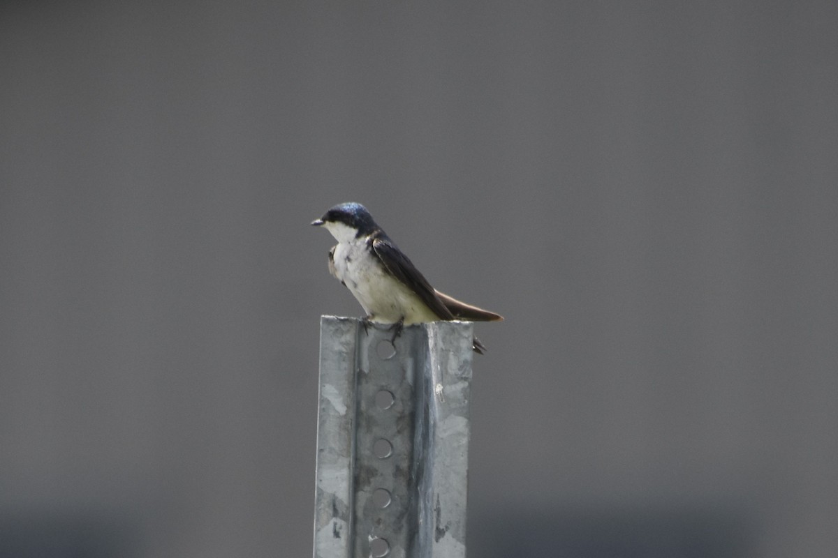 Tree Swallow - ML637527037