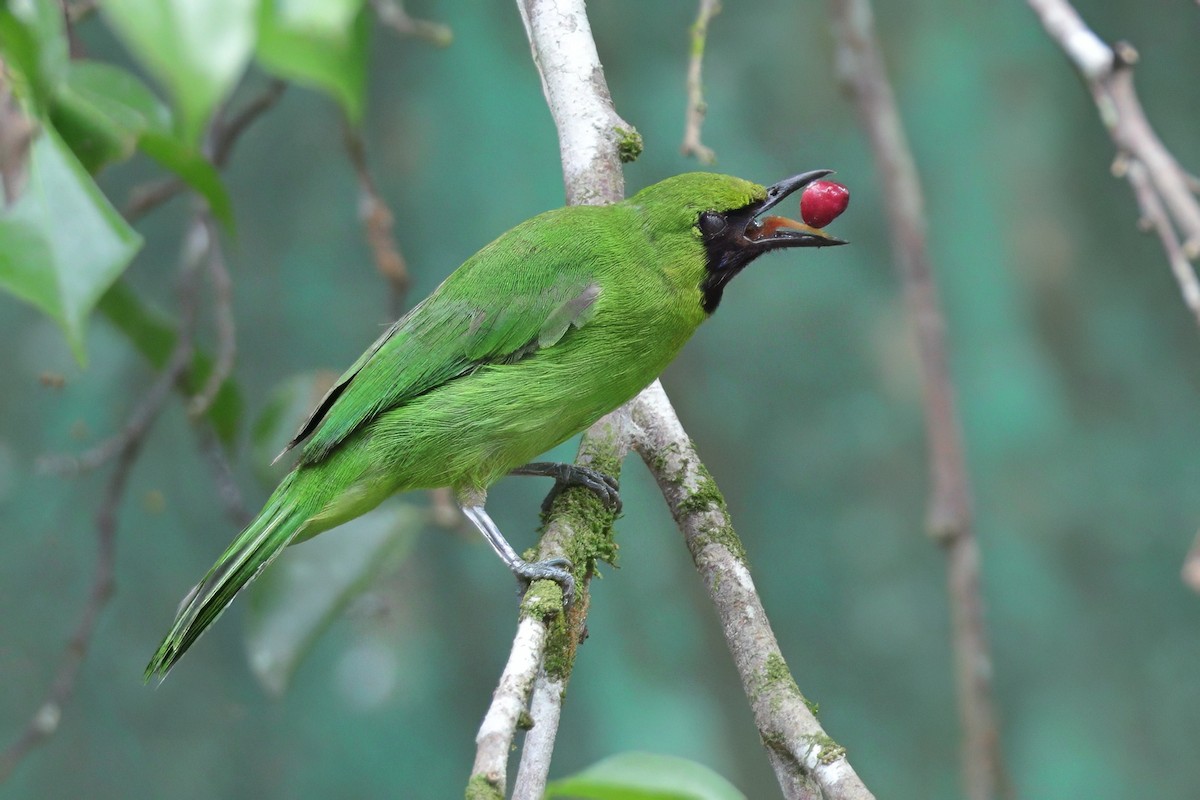 Lesser Green Leafbird - ML637527039