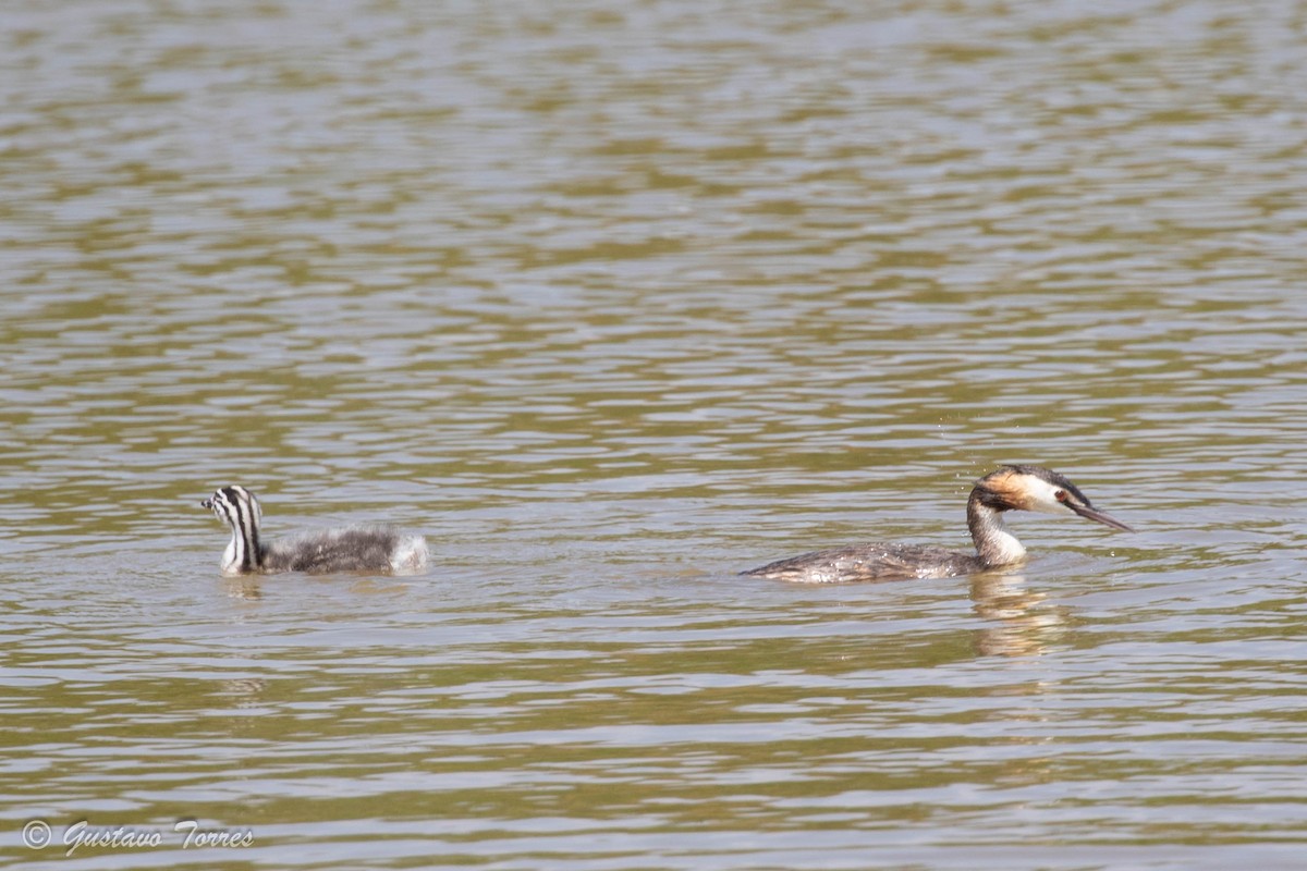 Great Crested Grebe - ML637527053