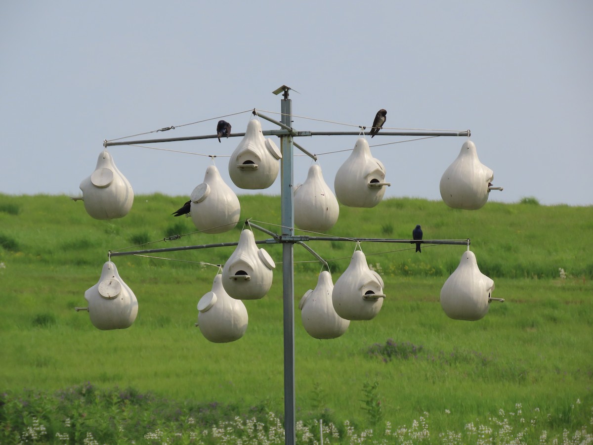 Purple Martin - ML637527058