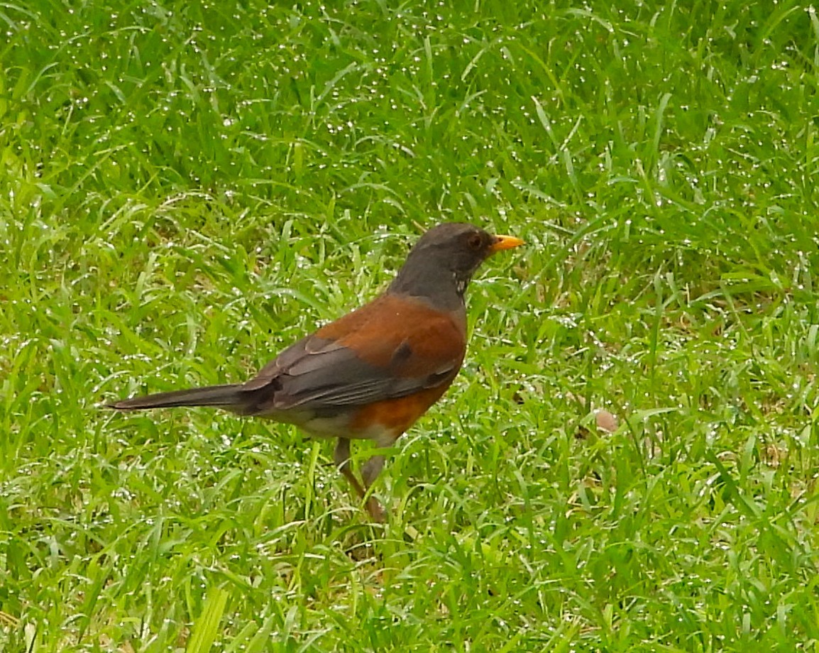 Rufous-backed Robin - ML637527096