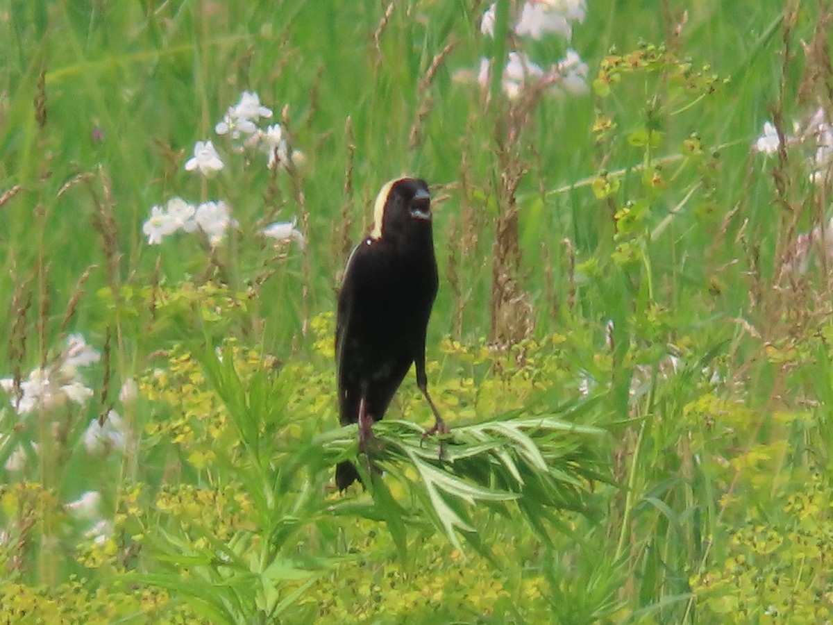 Bobolink - ML637527101