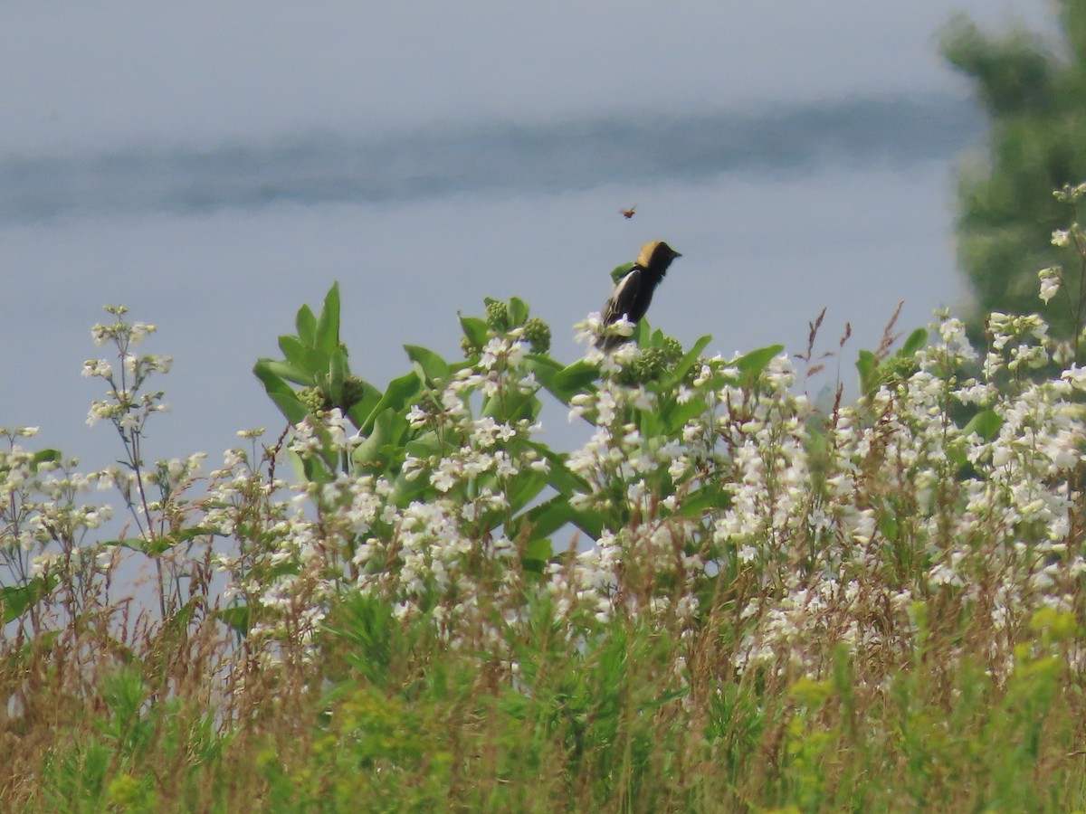 Bobolink - ML637527102