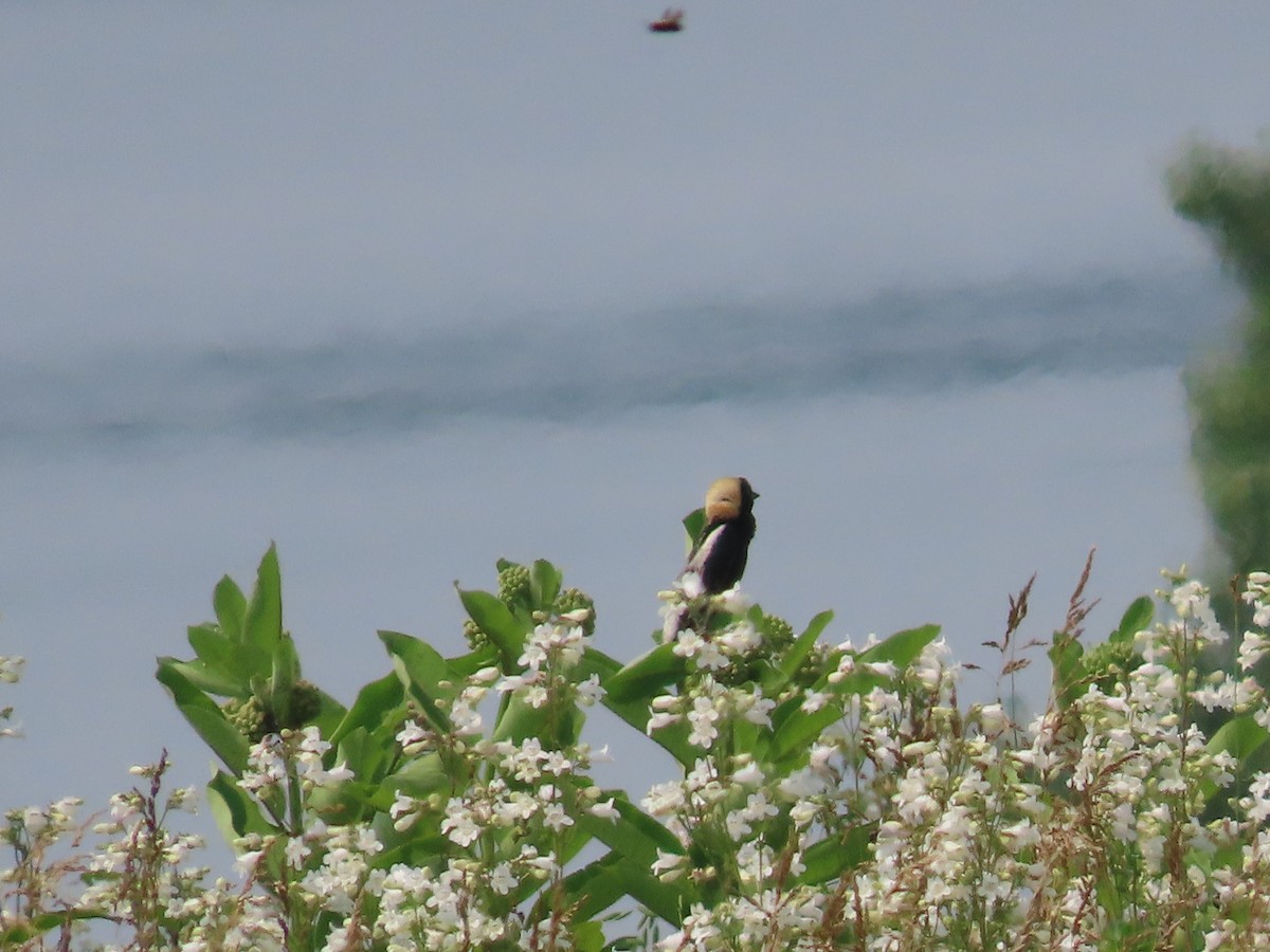 Bobolink - ML637527103