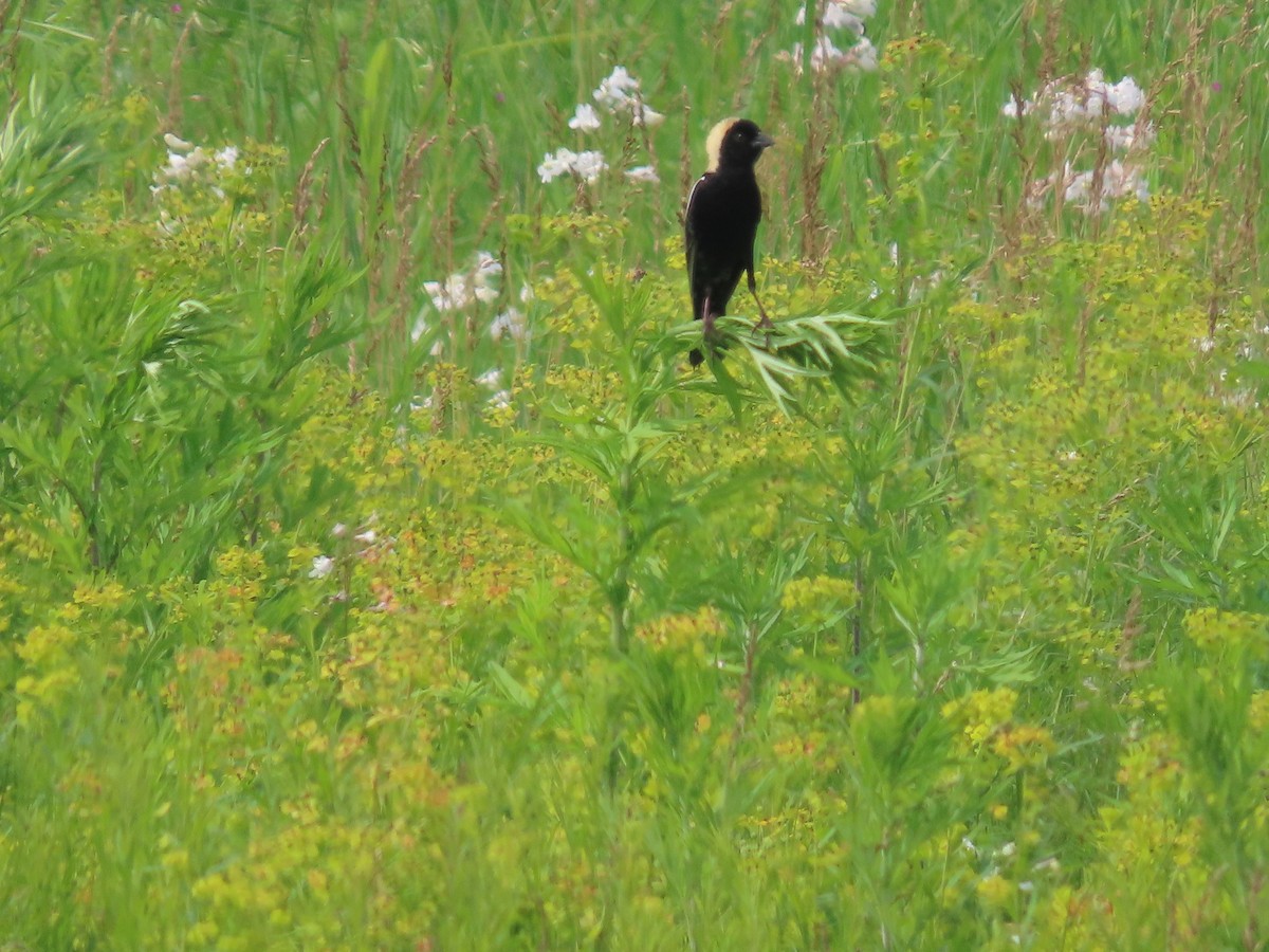 Bobolink - ML637527104