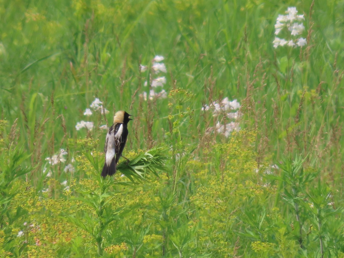 Bobolink - ML637527105