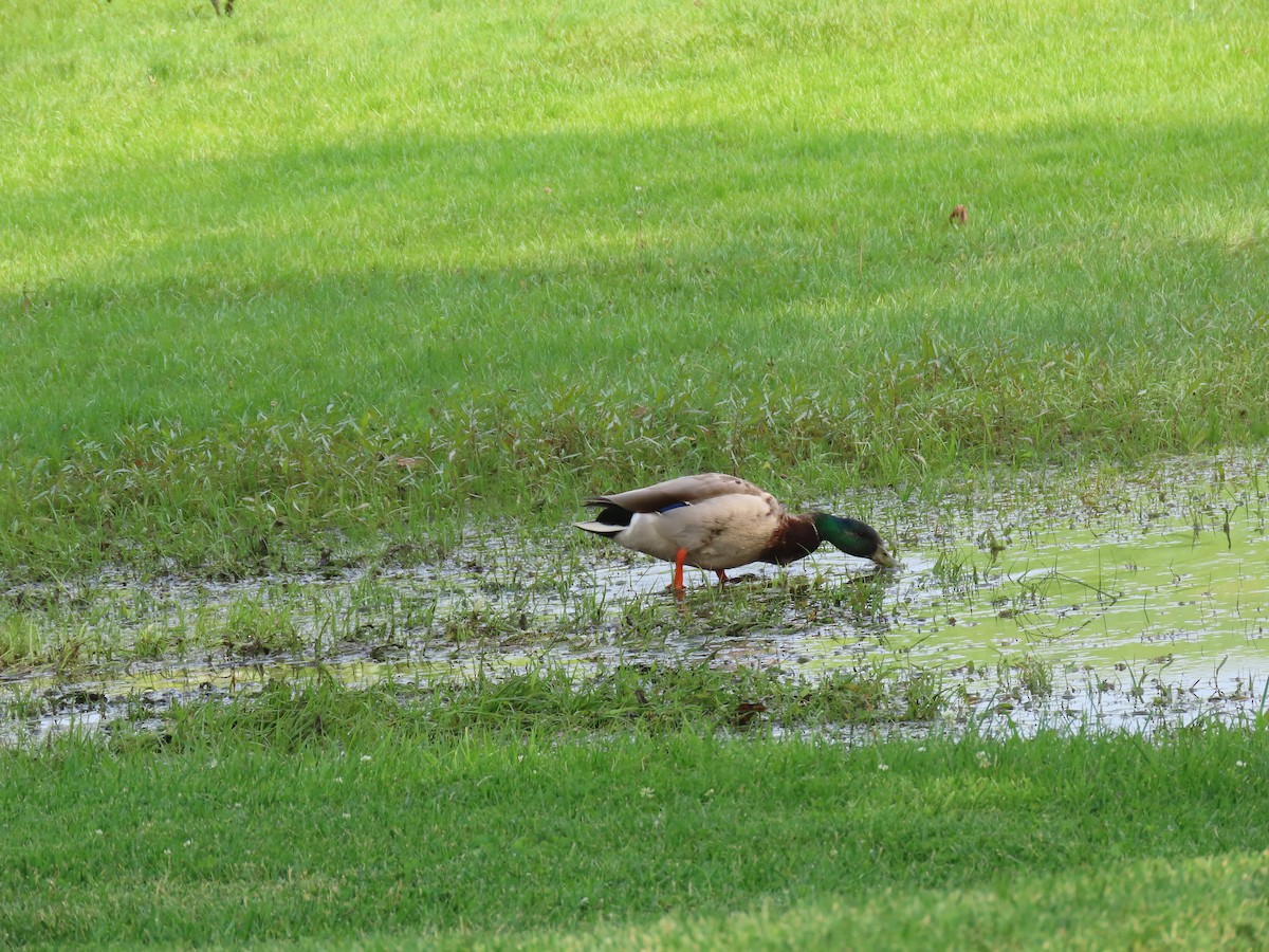 Mallard - ML637527126
