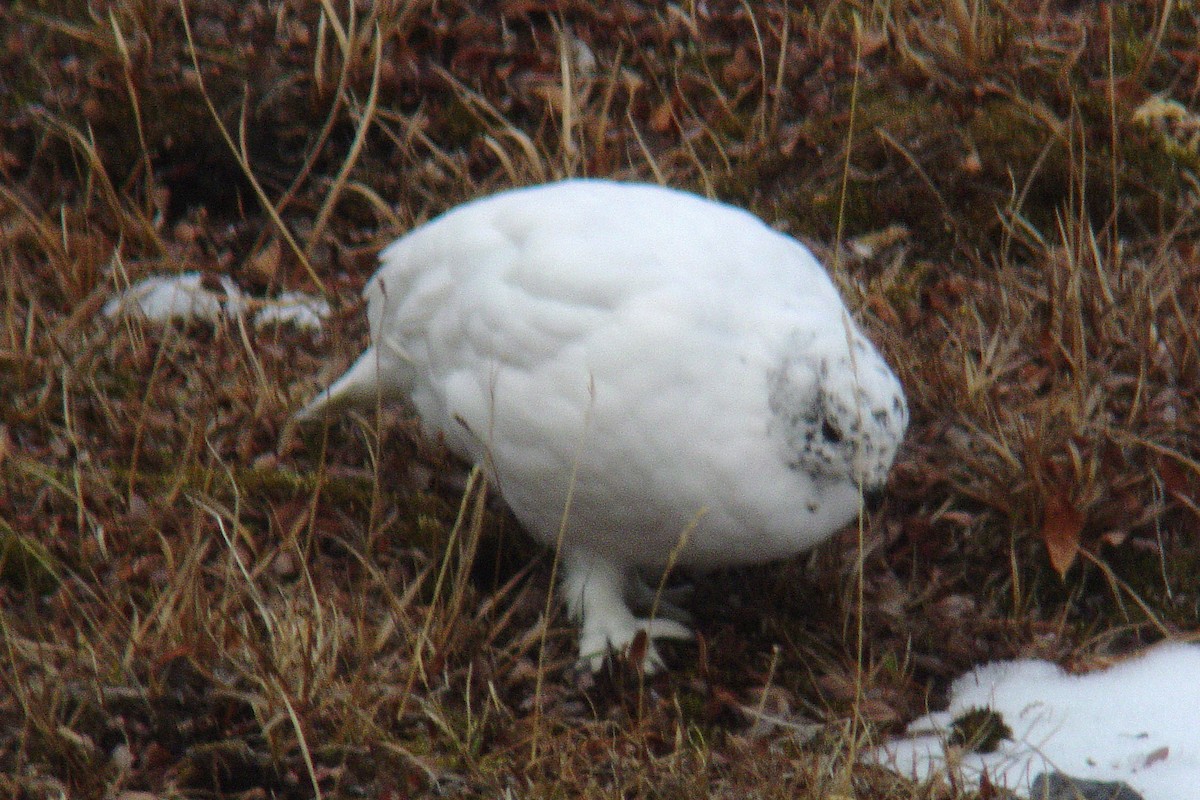 White-tailed Ptarmigan - ML637527128