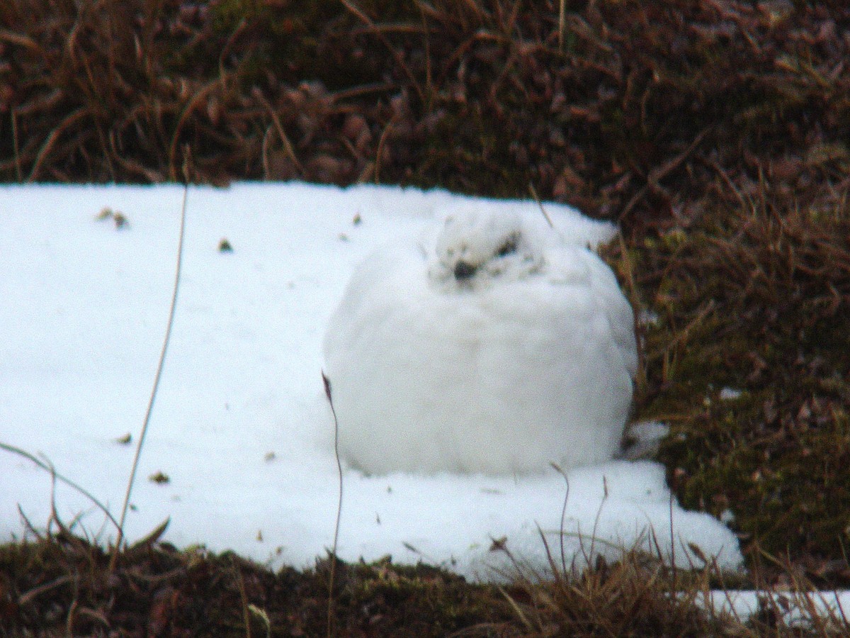 White-tailed Ptarmigan - ML637527142