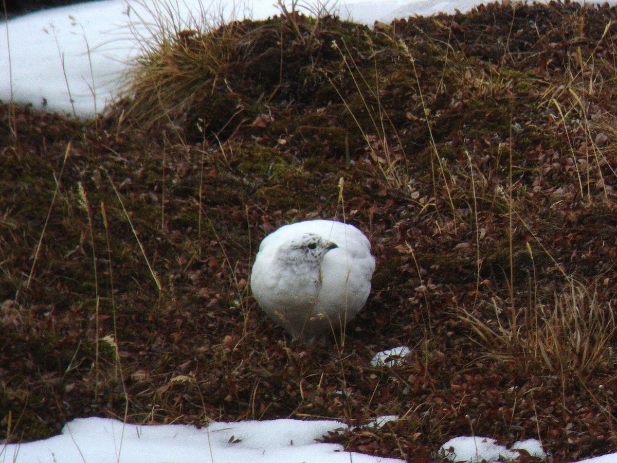 White-tailed Ptarmigan - ML637527147