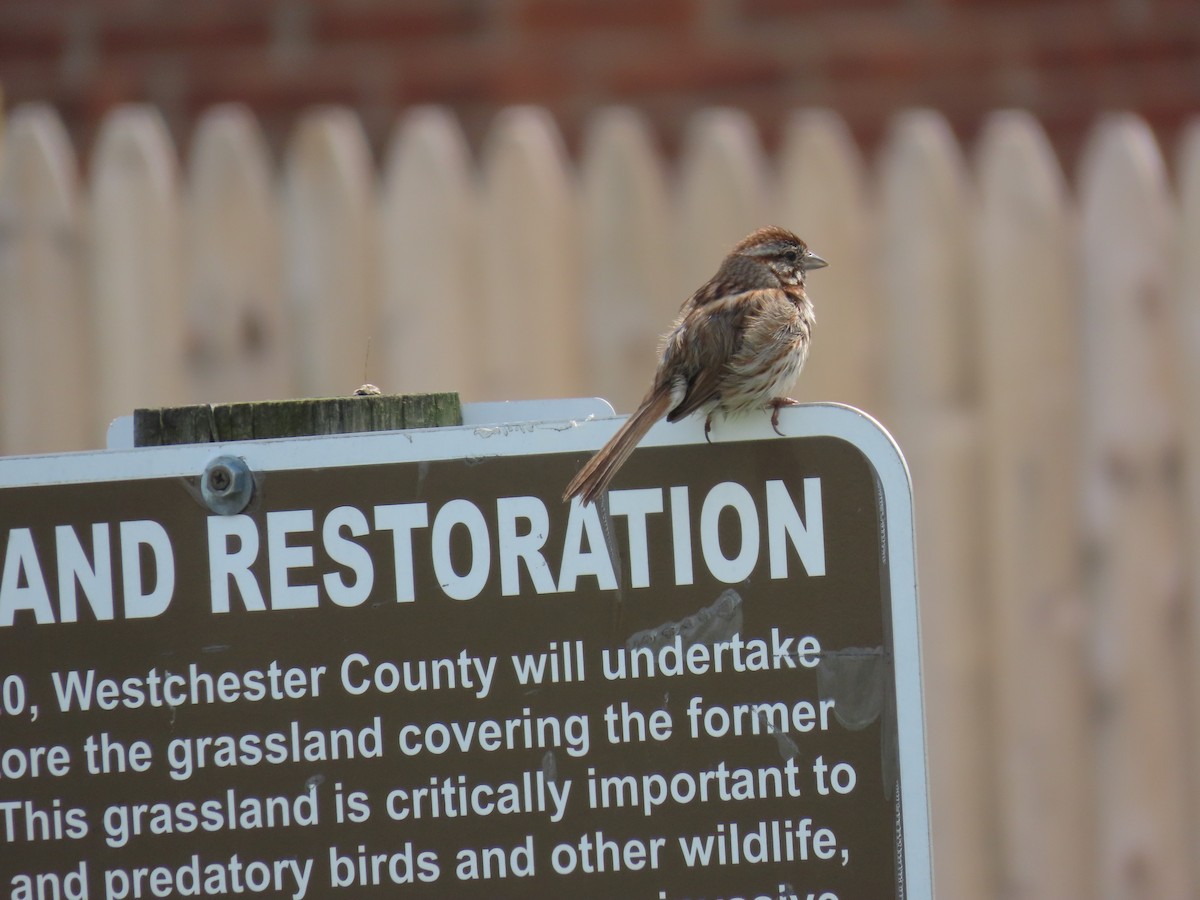 Song Sparrow - ML637527155