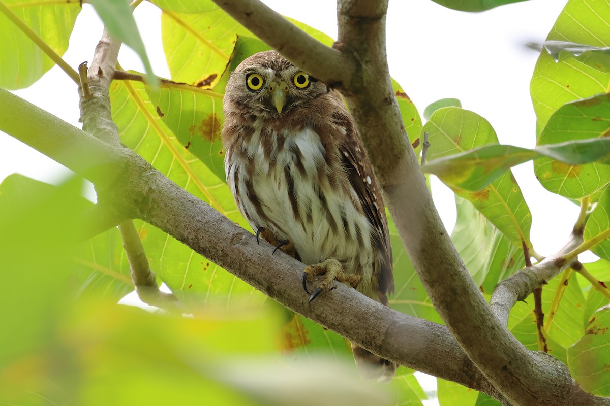 Ferruginous Pygmy-Owl - ML637527238