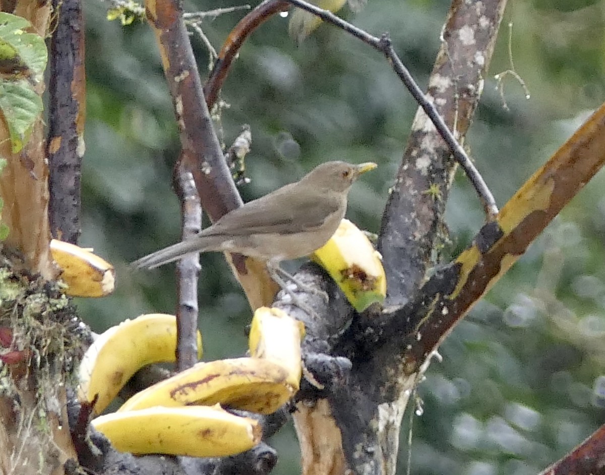 Ecuadorian Thrush - ML637527254