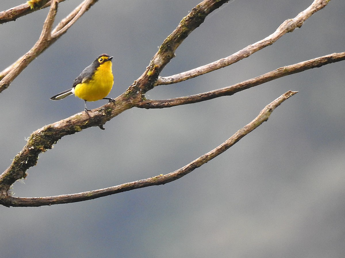 Spectacled Redstart - ML637527274