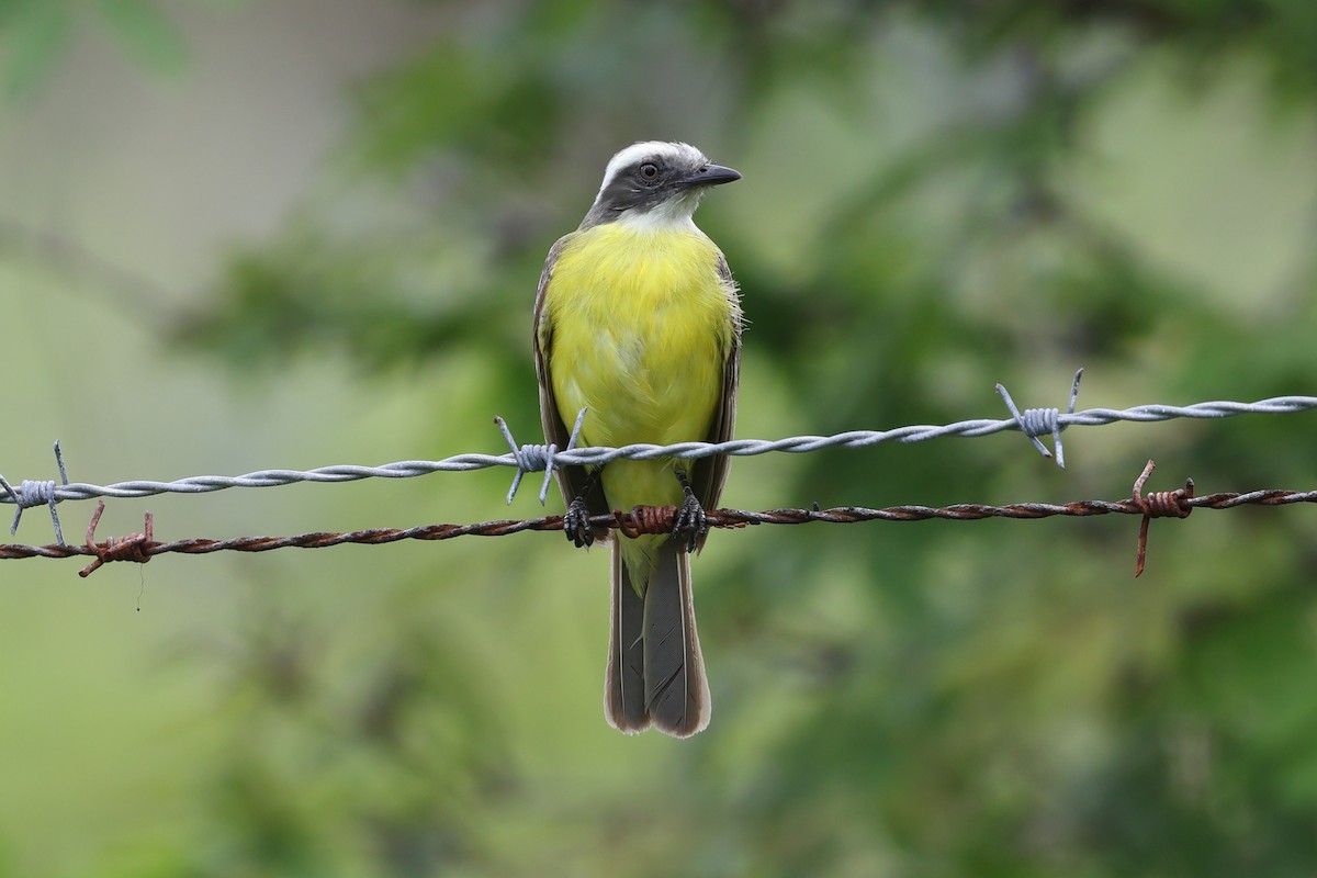 Social Flycatcher - ML637527281