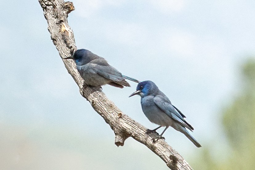 Pinyon Jay - ML637527310