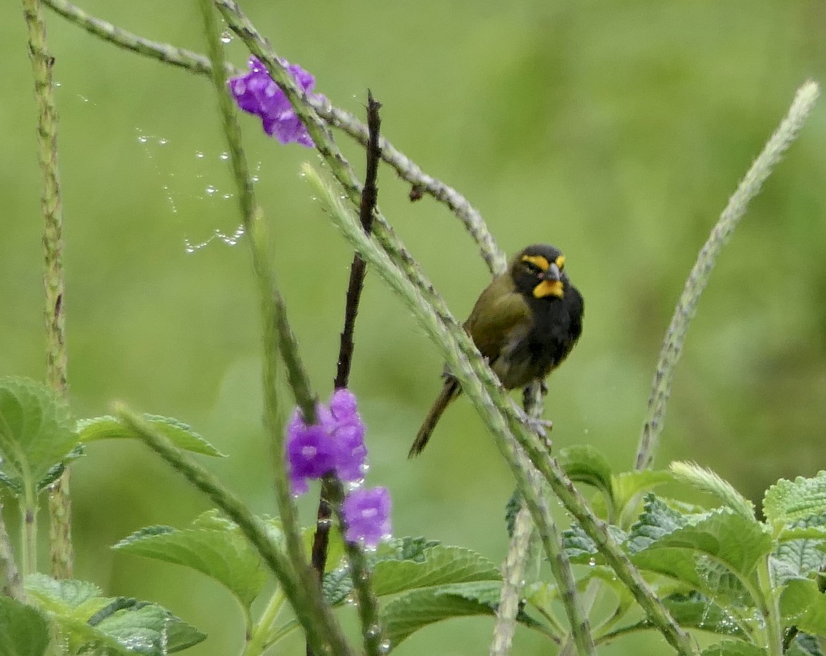 Yellow-faced Grassquit - ML637527316