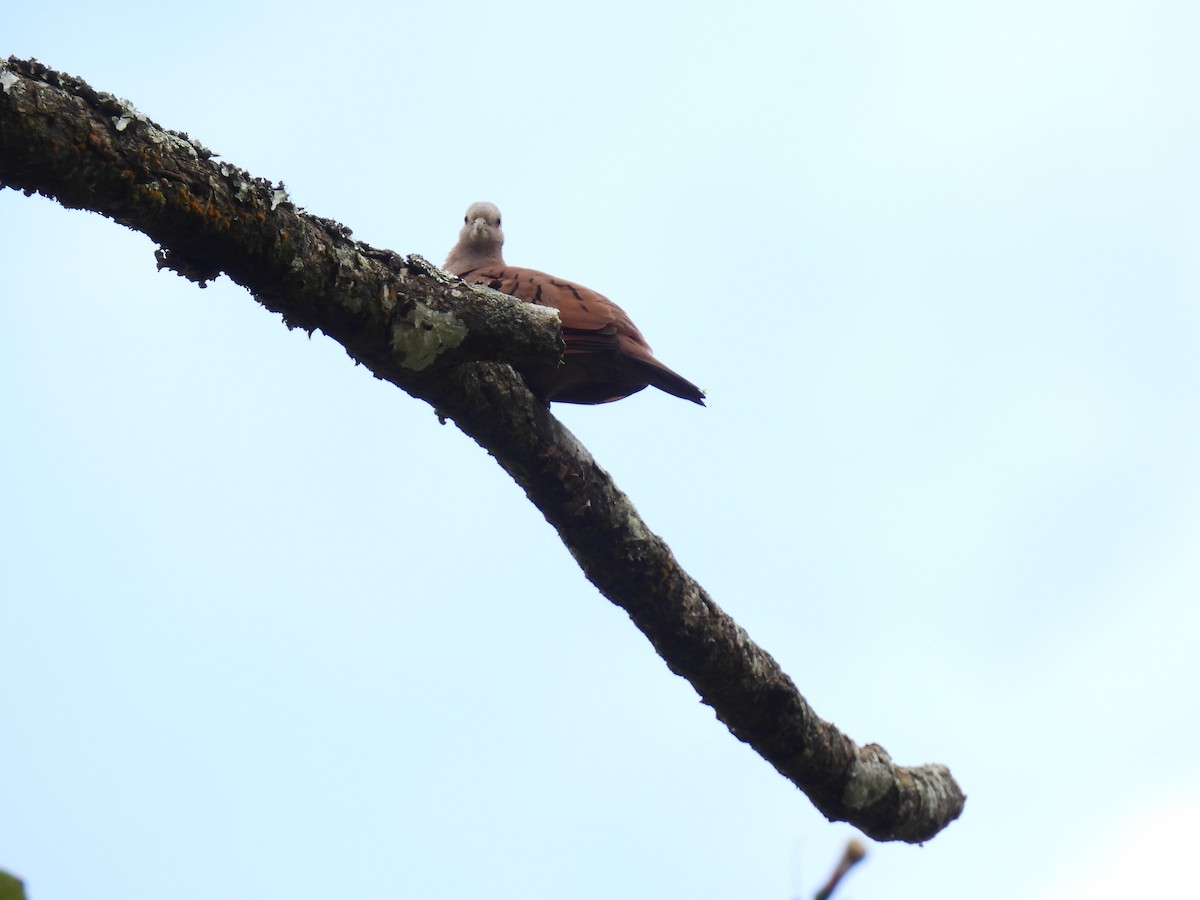 Ruddy Ground Dove - ML637527337