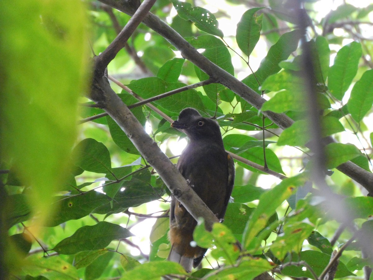Guianan Cock-of-the-rock - ML637527342