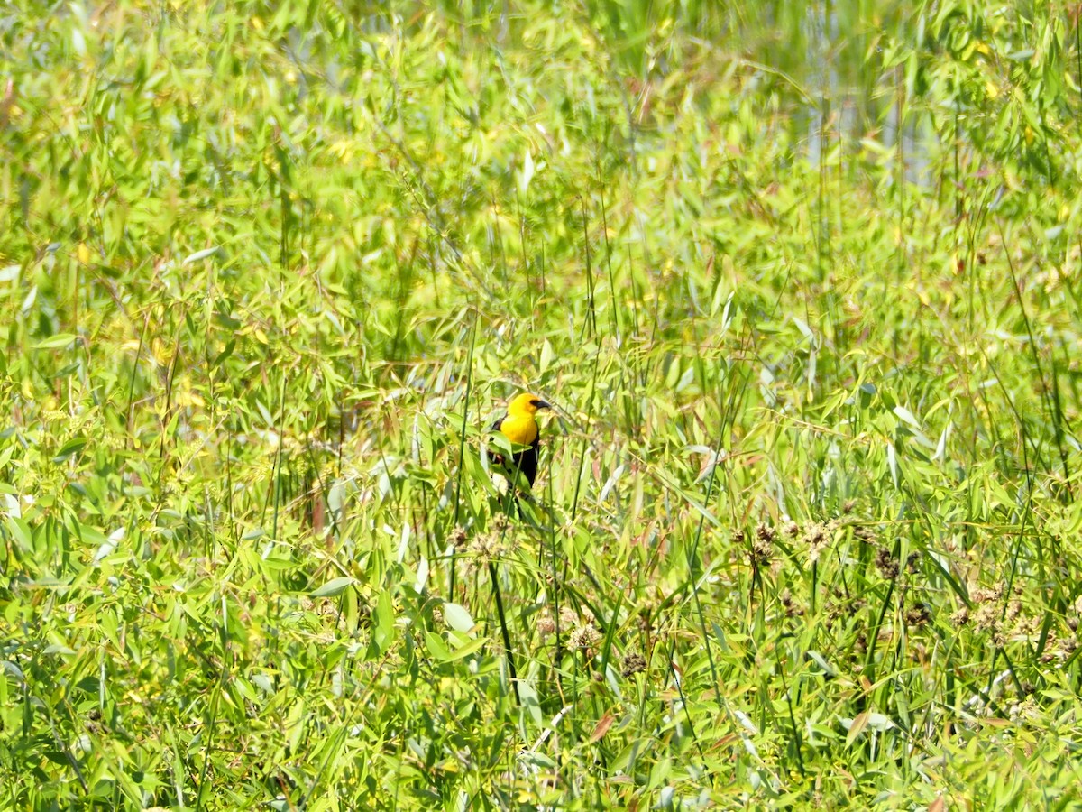 Yellow-headed Blackbird - ML637527359