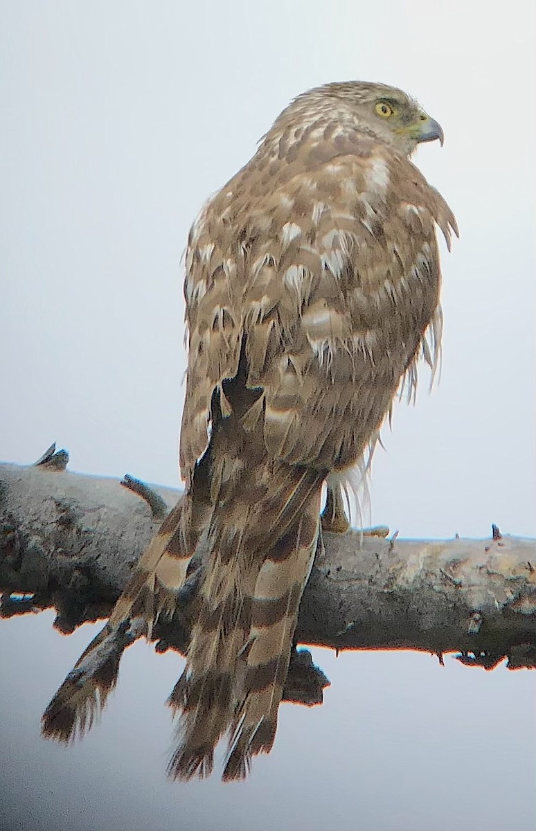 American Goshawk - ML637527360