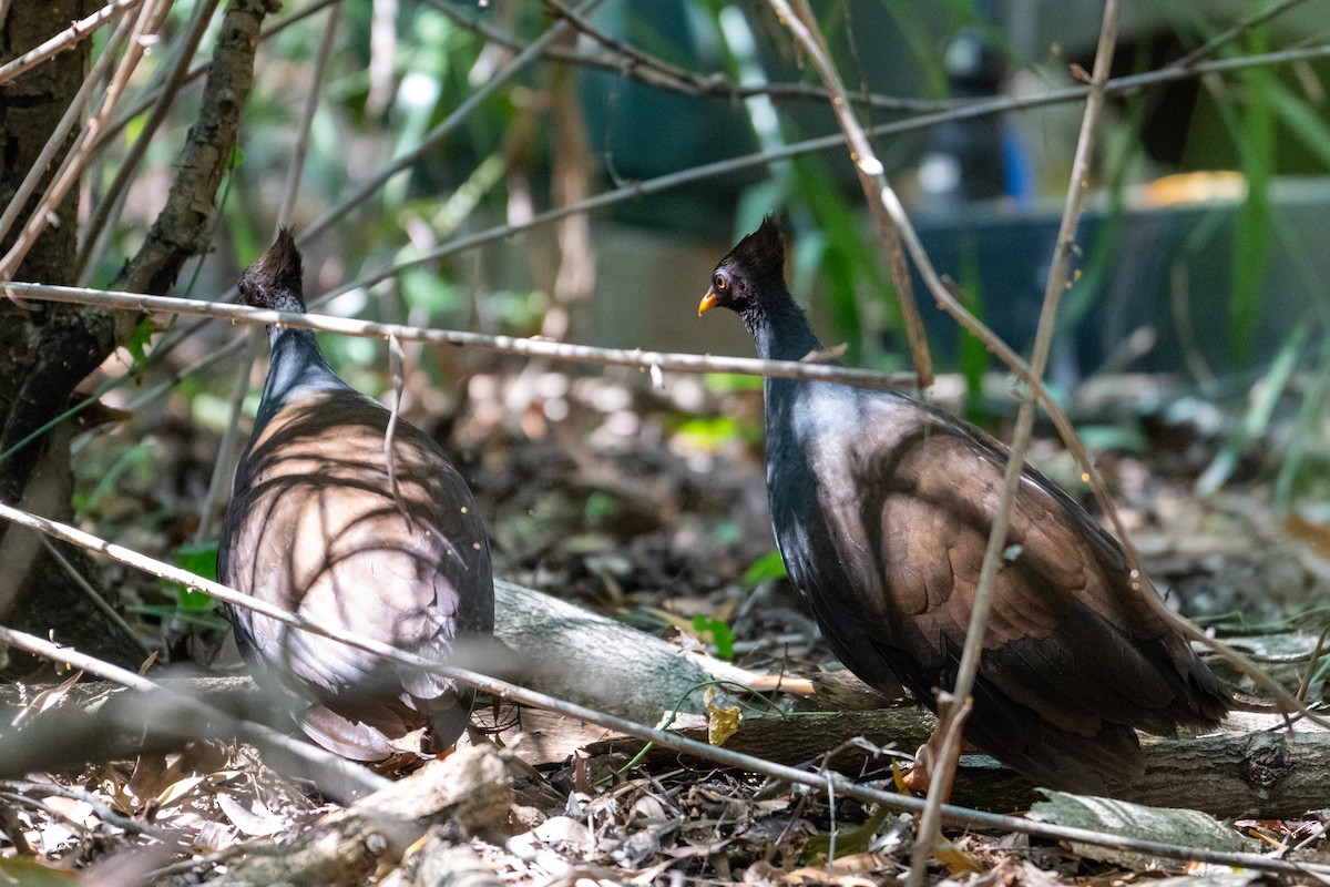 Orange-footed Megapode - ML637527361