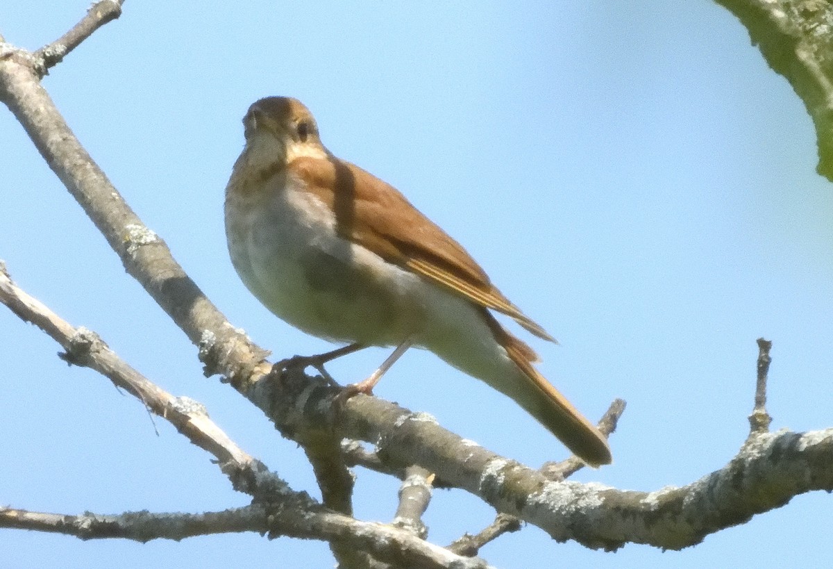 Veery - ML637527385