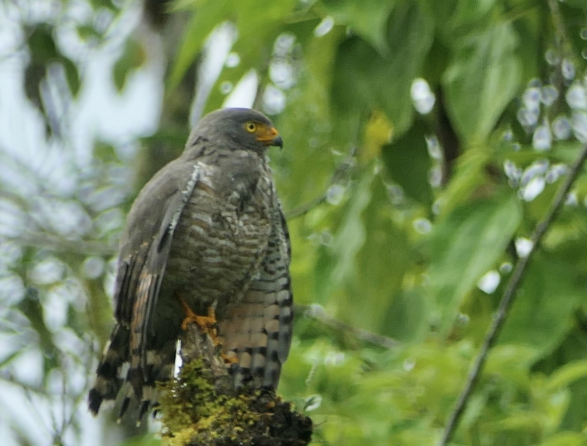 Roadside Hawk - ML637527388